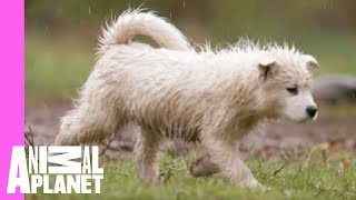 Playtime with Dad Equals Soggy Samoyeds  Too Cute [upl. by Faucher]