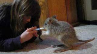 Adele feeding a Rufus Bettong [upl. by Ddal292]