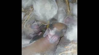 Angora baby rabbits in nesting box one day old [upl. by Vastha]