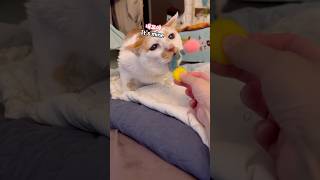 마따따비 장난감이 너모 좋은 고양이 Meso likes matatabi toys cat 고양이 [upl. by Silohcin]