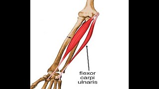 Two Minutes of Anatomy Flexor Carpi Ulnaris [upl. by Mcgraw]