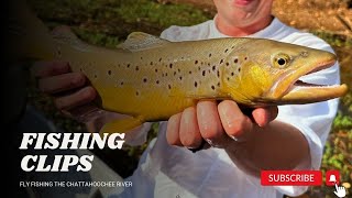 Fly Fishing for Brown TROUT [upl. by Kulda]