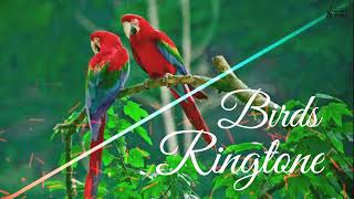 Birds Ringtone  Sweet Voice  New Ringtones 2020  Ringtones 2O [upl. by Henleigh]