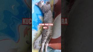 Kucing PuraPura Mati❓️❗️ cat shorts [upl. by Nibroc]