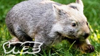 Baby Wombat Orphans  The Cute Show [upl. by Spancake]