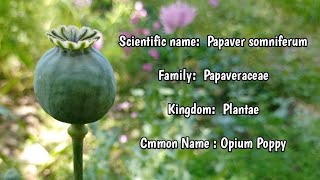 Opium poppy  Papaver somniferum [upl. by Smeaj]