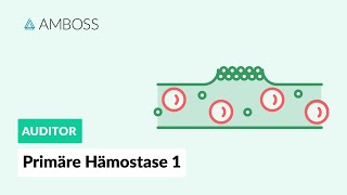 Primäre Hämostase  Teil 1  Physiologie und Erkrankungen  AMBOSS Auditor [upl. by Zsazsa444]