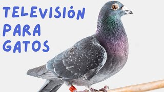 PÁJAROS PARA GATOS CON SONIDO  Televisión para Gatos de Naturaleza y Pajaritos [upl. by Philina385]