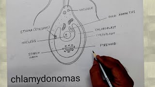 how to draw chlamydomonas I chlamydomonas diagram class 8 [upl. by Dimitris368]