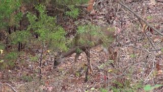 Arkansas Deer Hunting Fall 2015  Mount Magazine WMA quotNo Big Buck Yetquot [upl. by Aikcir126]