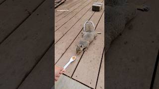 will Squirrel Fluffy eat from a spoon [upl. by Anitnerolf]