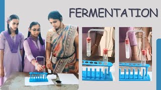 Yeast Fermentation Experiment  Products of Fermentation  10th class Biology Life Process [upl. by Hcurab417]