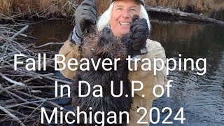 Fall Beaver trapping in da UP of Michigan 2024 [upl. by Ahsieker244]