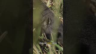 The Shocking Truth About Anteater Tongues You Never Knew shorts anteater [upl. by Irec]