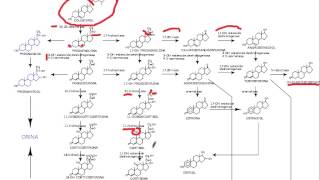 sintesis hormonas esteroideas [upl. by Keller243]