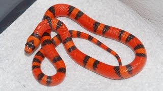 TOP 10 Colorful Non venomous Snakes [upl. by Haberman]