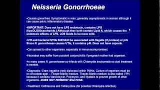 Gram Negative Cocci Step 1 Review [upl. by Kcajyllib152]