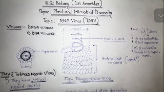 RNA Virus TMV Virus  Tobacco Mosaic Virus  BSc Botany Notes  Gauhati University [upl. by Parthinia164]