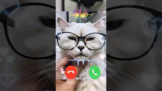 Cute cat Ringing short 🎶🎶🎶 stylist cute cat calling me shorts shortfeed ringtone [upl. by Aemat124]