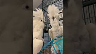 Dancing Umbrella Cockatoos 🤣 cockatoos bird cockatoolife [upl. by Gunthar354]