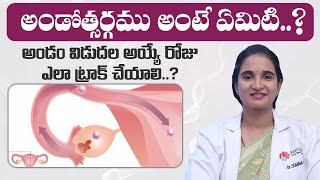 What is Ovulation  Menstuation  Fertilica IVF [upl. by Bordy]