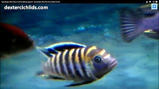 Cynotilapia Afra Cobue Cichlid aggression against Cynotilapia Afra Red Top Dwarf Cichlid [upl. by Nemaj]