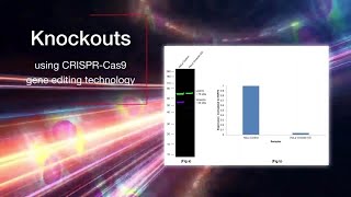 Unlock the Potential of Proteomics Research with Thermo Fisher Scientifics Validated Antibodies [upl. by Htes891]