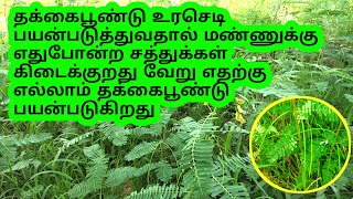 தக்கைப்பூண்டுஇயற்கை உர செடி வளர்ப்புThakkai poondu valarpuThe natural fertilizernatural arganic [upl. by Inotna]