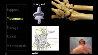 The Skeletal System [upl. by Schweitzer]