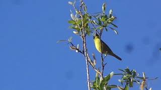 Yellowbellied Warbler [upl. by Faletti]