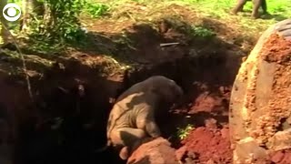 WEB EXTRA Two baby elephants rescued from a pit Sri Lanka [upl. by Mcdougall]