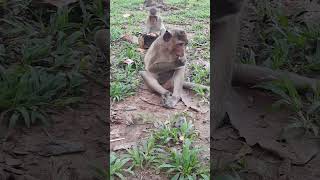 monkey eat coconut skin monkeynatur animals monkylifeinnatural [upl. by Melosa978]