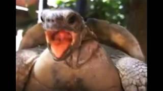 🐢🐢Turtle Moans Sound Effect  Sonido de Gemido de Tortuga 2020🤭🤭 [upl. by Inahs]