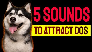 5 Sounds to ATTRACT DOGS Attention Make Dogs Go Crazy [upl. by Lybis]