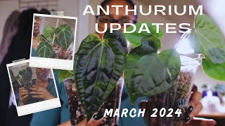 Anthurium Updates Mar 2024 [upl. by Aihsoek759]