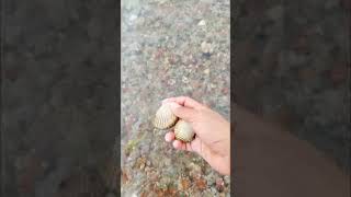 Finding seafood Scallop chantreastvnine shortvideo scallops [upl. by Khudari]