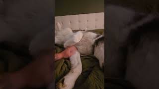 Husky gets really excited for pets and love [upl. by Abbie]