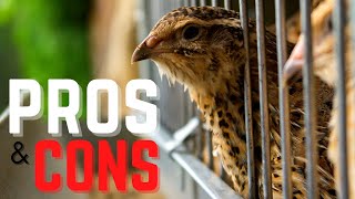 Pros and Cons of Raising Quail [upl. by Derfnam]