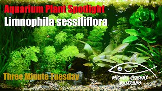 Limnophila sessiliflora  Ambulia  Aquarium Plant Spotlight [upl. by Lepp957]