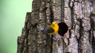 Prothonotary Warbler Nest [upl. by Kendy]