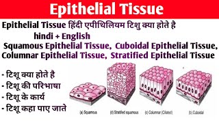 Epithelium tissue Anatomy and physiology  Type of epithelium tissue  Structure  Functions [upl. by Aciemaj]