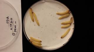 PBS injected waxworms  5 days post injection [upl. by Aisekal]