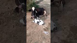 A high bred Friesian cow has produced a beautiful calf [upl. by Chivers969]