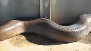 Unbelievable and very scary Anaconda snake bite [upl. by Binny]