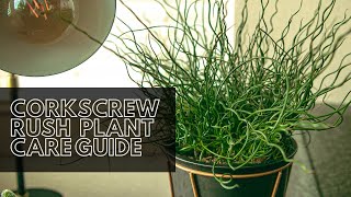 Corkscrew Rush Indoor  Outdoor Plant Care Guide For Beginners [upl. by Euqitsym762]