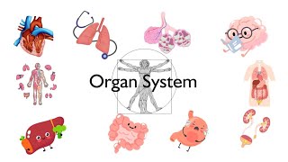 Understanding the Human Body Overview of Major organs [upl. by Aurthur]