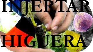 INJERTAR una HIGUERA GRAFT a FIG TREE parte 2ª de 2 [upl. by Keheley]