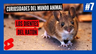 Curiosidades del Mundo Animal 7  RATÓN [upl. by Scrogan548]