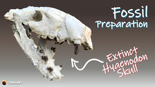 Fossil Preparation  Hyaenodon horridus carnivore skull in time lapse 30 million years old [upl. by Gerstner]