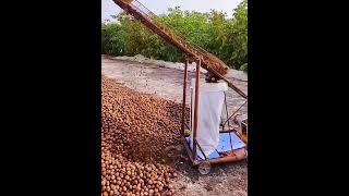 Walnuts bagging process Good tools and machinery make work easy [upl. by Nonnahs232]